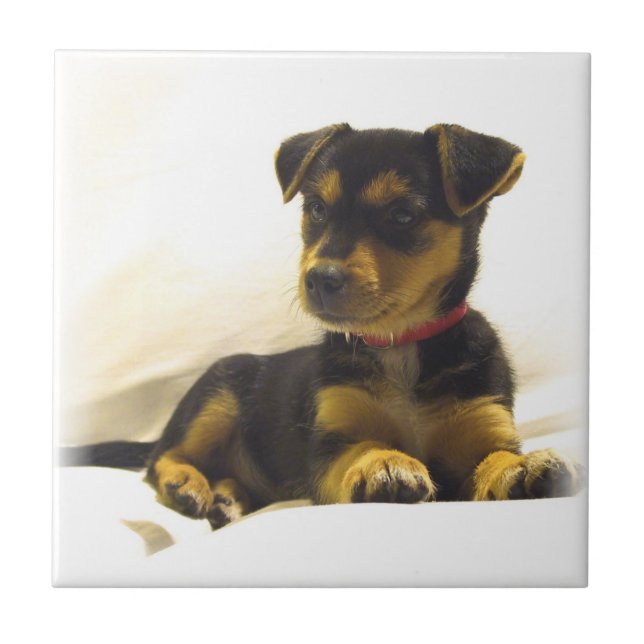 Black Chihuahua Tile (Front)
