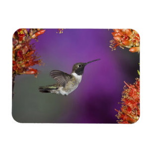 Black-chinned Humingbird, Archilochus alexandri, Magnet
