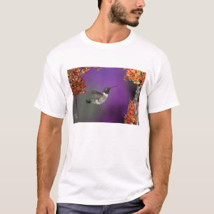 Black-chinned Humingbird, Archilochus alexandri, T-Shirt
