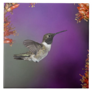 Black-chinned Humingbird, Archilochus alexandri, Tile