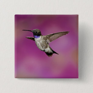 Black-chinned Hummingbird, Archilochus 2 Inch Square Button