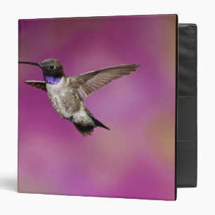 Black-chinned Hummingbird, Archilochus Binder