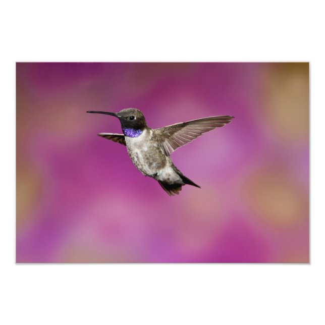 Black-chinned Hummingbird, Archilochus Photo Print (Front)