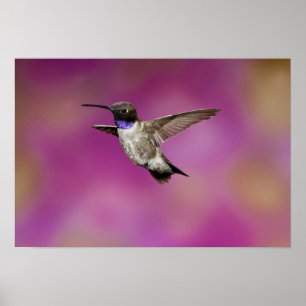 Black-chinned Hummingbird, Archilochus Poster