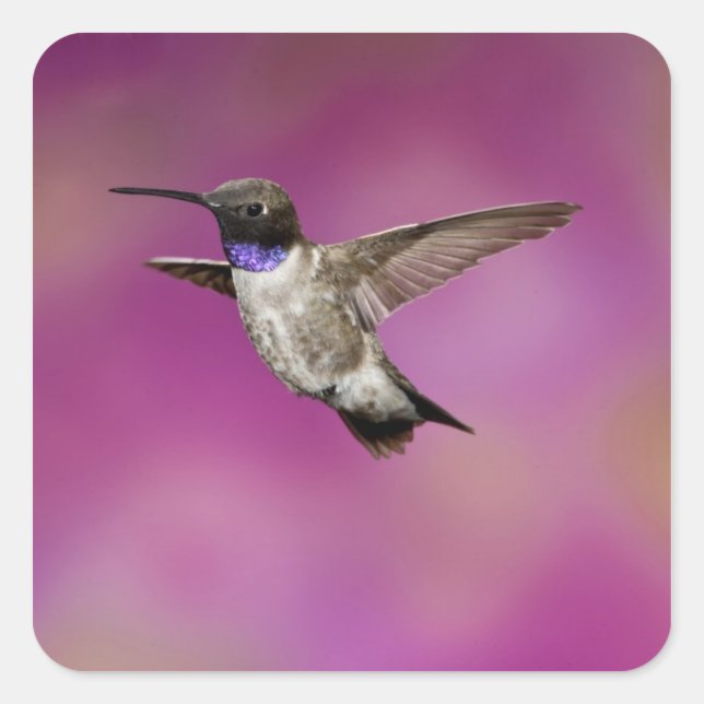 Black-chinned Hummingbird, Archilochus Square Sticker (Front)