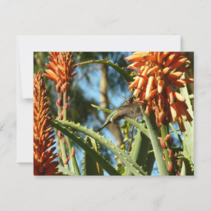 Black-Chinned Hummingbird in Flight