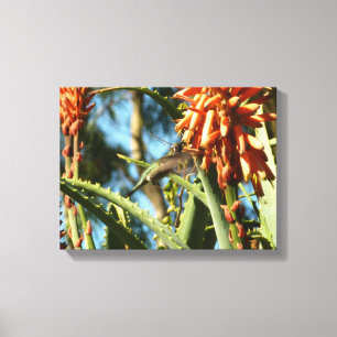 Black-Chinned Hummingbird in Flight Canvas Print