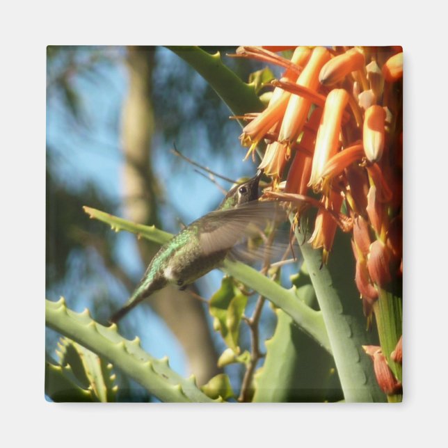Black-Chinned Hummingbird in Flight Magnet (Front)