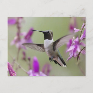 Black-chinned Hummingbird in flight  Postcard