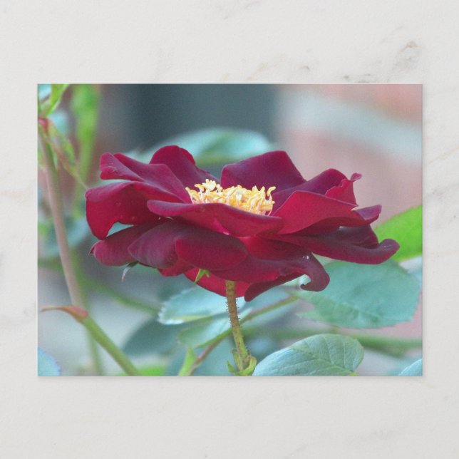 Black Cluster rose Postcard (Front)