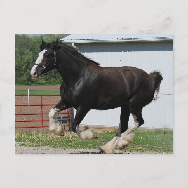 Black Clydesdale Postcard (Front)