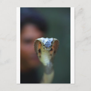 Black cobra postcard