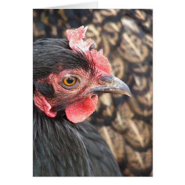 Black Cochin Hen (Devant)