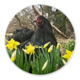 Black cochin hen chicken in daffodils Yeti left Ceramic Knob