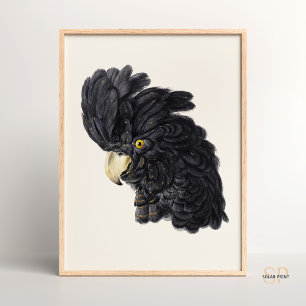 Black Cockatoo by Aert Schouman Vintage Poster