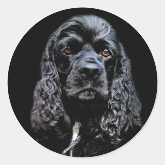 Black Cocker Spaniel Classic Round Sticker (Front)