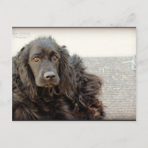 Black Cocker Spaniel "Harley" Postcard