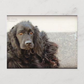 Black Cocker Spaniel "Harley" Postcard
