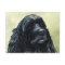 Black Cocker Spaniel Original Dog Art Postcard
