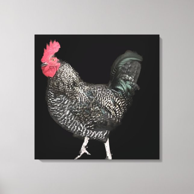 Black Cockerel No 4 Canvas Print (Front)