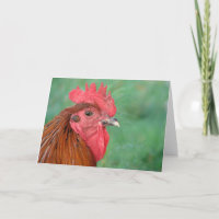 Black Copper Maran Rooster