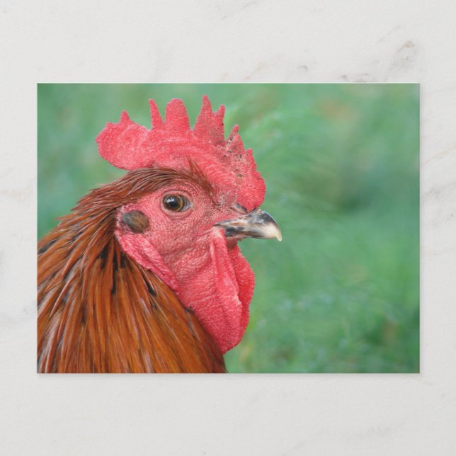 Black Copper Maran Rooster Postcard (Front)