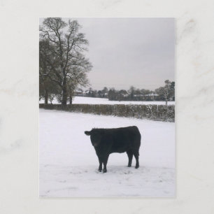 Black Cow in Snow Postcard