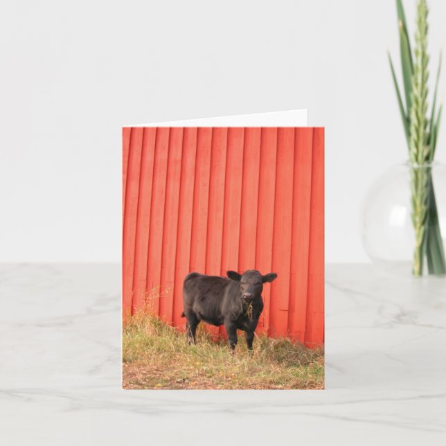 Black Cow Red Barn Note Card (Front)