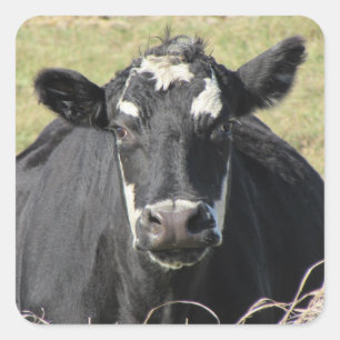 Black Cow Square Sticker