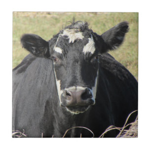 Black Cow Tile