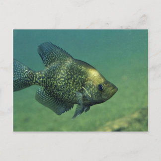 Black crappie postcard