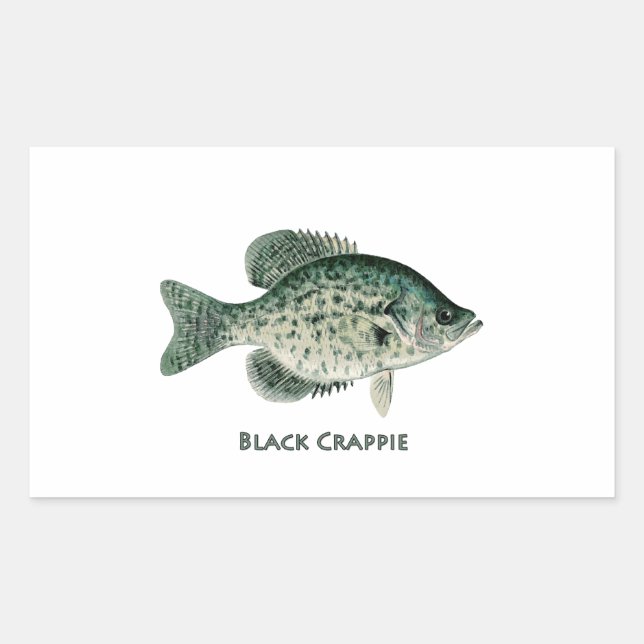 Black Crappie Sticker (Front)