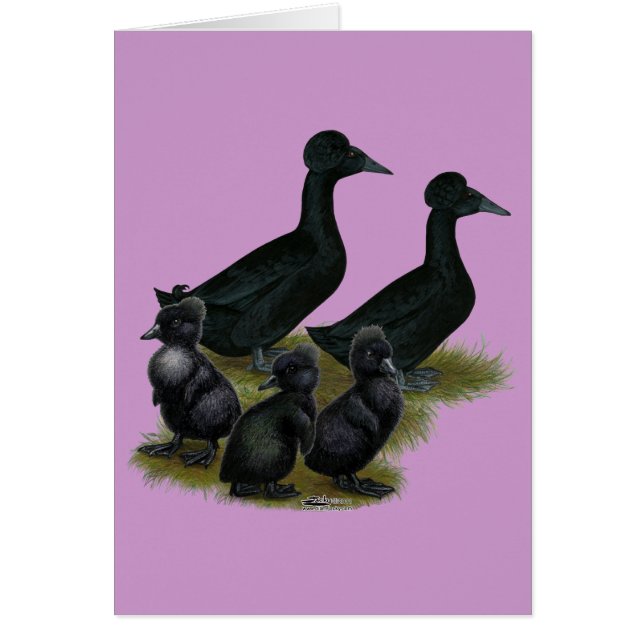 Black Crested Duck Family (Front)