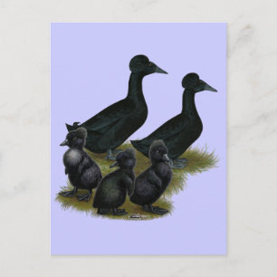 Black Crested Duck Family Postcard