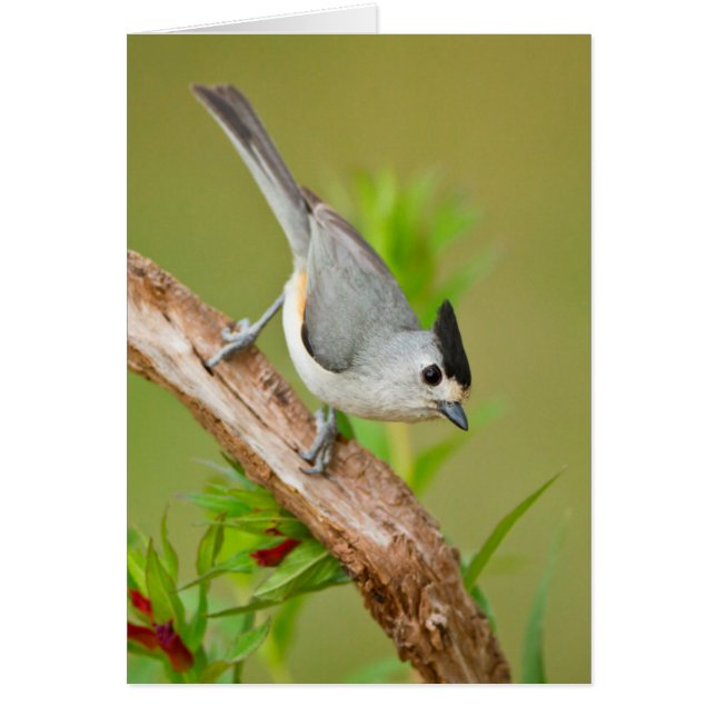 Black-Crested Titmouse (Front)