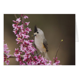 Black-crested Titmouse, Baeolophus
