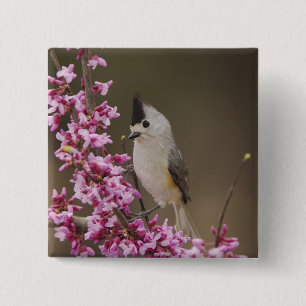 Black-crested Titmouse, Baeolophus 2 Inch Square Button