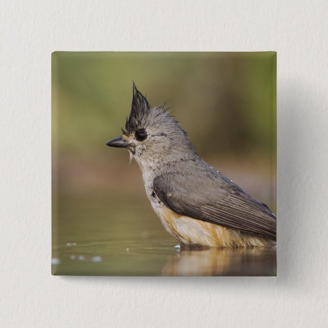 Black-crested Titmouse, Baeolophus 2 Inch Square Button (Front)