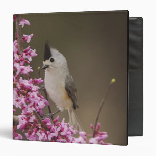 Black-crested Titmouse, Baeolophus Binder