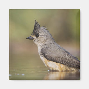 Black-crested Titmouse, Baeolophus Magnet