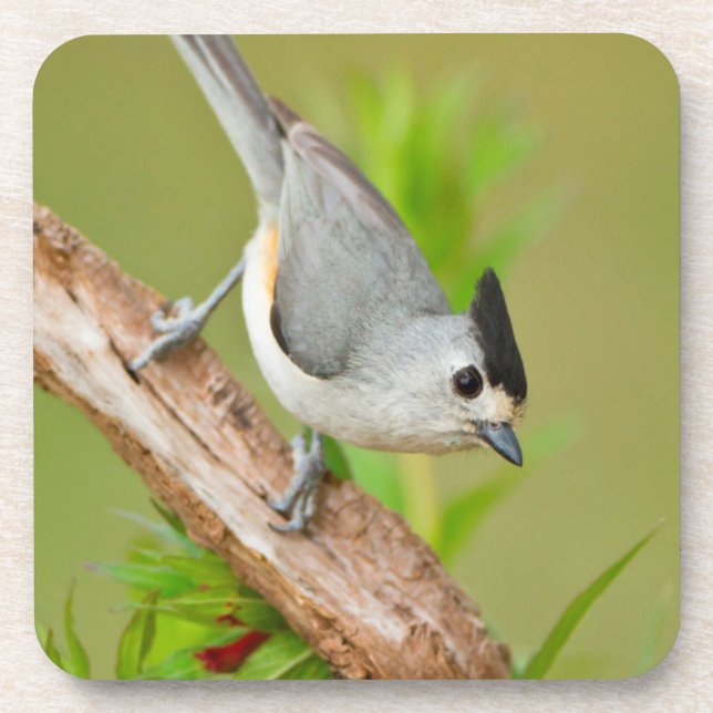 Black-Crested Titmouse Coaster (Front)