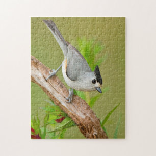 Black-Crested Titmouse Jigsaw Puzzle