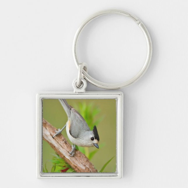 Black-Crested Titmouse Keychain (Front)