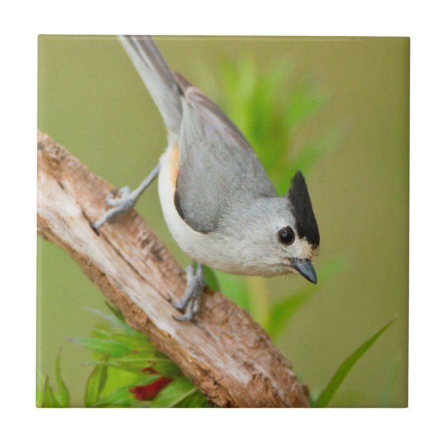 Black-Crested Titmouse Tile (Front)