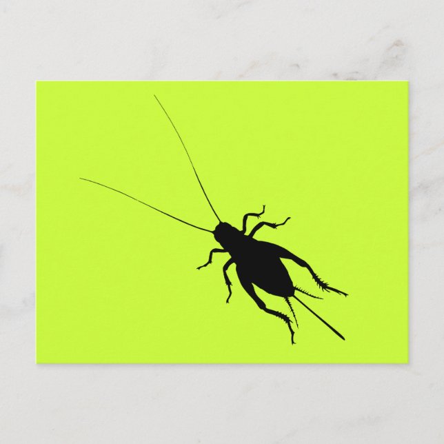 Black Cricket Postcard (Front)