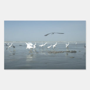 Black Crow and White Cranes: A Contrast in Nature Sticker