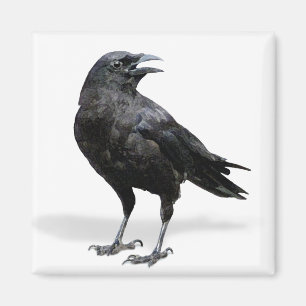 Black Crow Fridge or Office Magnet