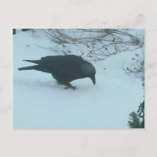 Black Crow in Winter Postcard