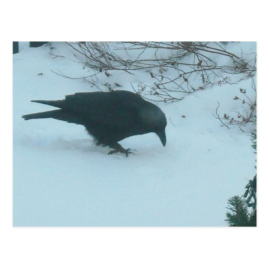 Black Crow in Winter Postcard