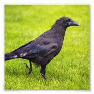 Black crow photo print